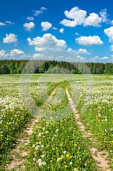 Summer rural landscape with a blossoming meadow