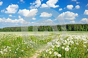 Summer rural landscape with a blossoming meadow