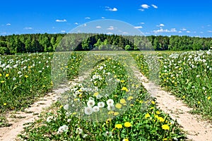 Summer rural landscape with a blossoming meadow