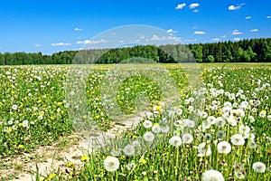 Summer rural landscape with a blossoming meadow