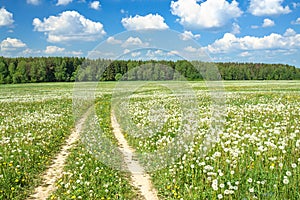 Summer rural landscape with a blossoming meadow