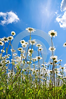 Summer rural landscape with a blossoming meadow and the blue sky