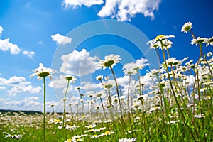 Summer rural landscape with a blossoming meadow and the blue sky