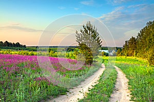 Summer rural landscape with a blossoming meadow, road and a farm