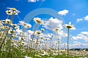 Summer rural landscape with the blue sky