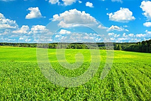 Summer rural landscape with the blue sky, clouds and field