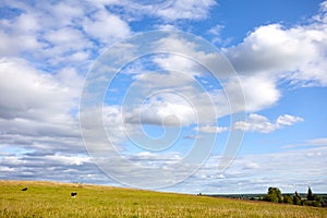 Summer rural landscape with cows in the meadow. Clouds in the blue sky