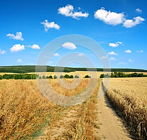 Summer rural landscape with dirt road and blue sky.