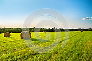 Summer rural landscape with a field and hay