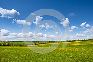 Summer, rural landscape. The field of yellow dandelions and on the back background a blue sky with white heap clouds.