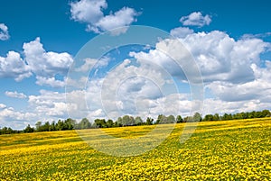 Summer, rural landscape. The field of yellow dandelions and on the back background a blue sky with white heap clouds.