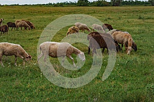 Summer rural landscape. A flock of sheep in a beautiful meadow.