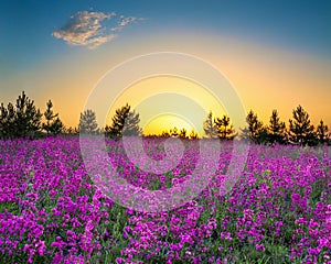 Summer rural landscape with flowering purple flowers on a meadow