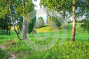 Summer rural landscape with forest and meadow on sunset. birch