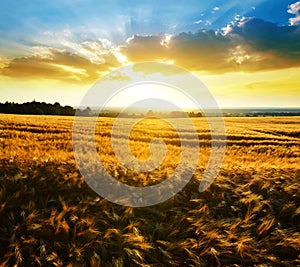 Summer rural landscape with golden barley on the field.