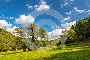 Summer rural landscape with green grass and trees at sunny day