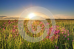 Summer rural landscape with a meadow and blossoming flowers