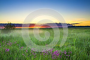 Summer rural landscape with a meadow and blossoming flowers