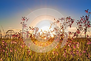 Summer rural landscape with a meadow and blossoming flowers