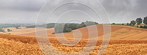 Summer rural landscape, panorama, banner - view of agricultural fields under sky with clouds