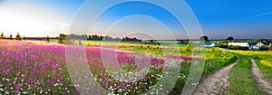 Summer rural landscape panorama with a blossoming meadow