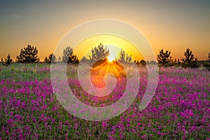 Summer rural landscape with purple flowers on a meadow