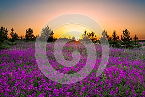 Summer rural landscape with purple flowers on a meadow