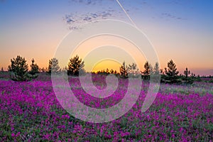 Summer rural landscape with purple flowers on a meadow