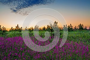 Summer rural landscape with purple flowers on a meadow