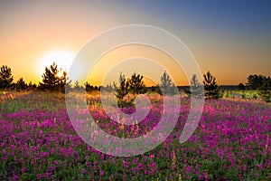 Summer rural landscape with purple flowers on a meadow and sun