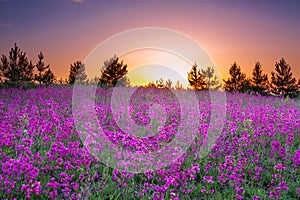 Summer rural landscape with purple flowers on a meadow and suns