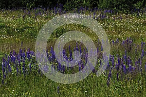 Summer rural landscape with purple flowers on a meadow and sunset. blossoming field wild flowers on sunrise