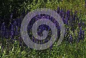 Summer rural landscape with purple flowers on a meadow and sunset. blossoming field wild flowers on sunrise