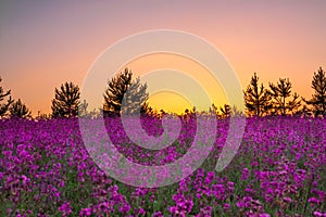 Summer rural landscape with purple flowers on a meadow