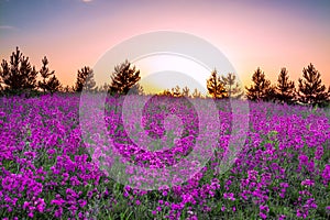 Summer rural landscape with purple flowers on a meadow