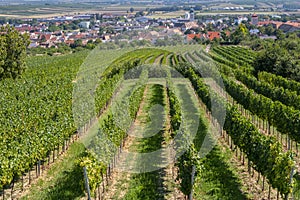 Summer rural landscape, rows of vineyards and fields, harvest, Austria.
