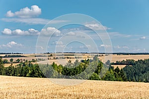 Summer rural landscape with stubble fields and trees