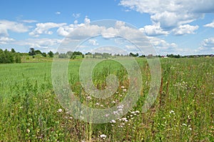 Summer rural landscape on a sunny day