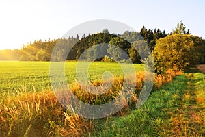 Summer rural landscape at sunrise.