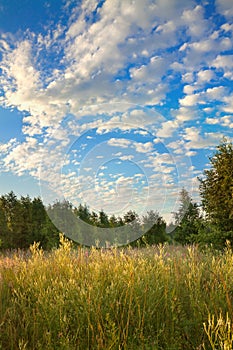 Summer rural landscape with sunrise and forest