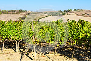 Summer rural landscape with vineyards in Tuscany