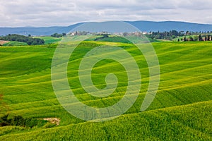 Summer rural landscape with wavy hills