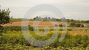 Summer rural landscape. You can see vegetable gardens