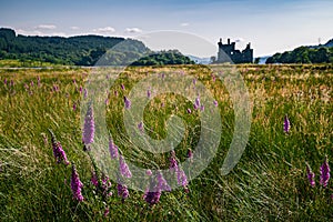 Summer rural Scotland landscape with Kilchurn Castle in the background.