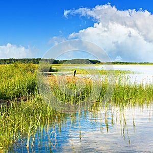 Summer rushy lake