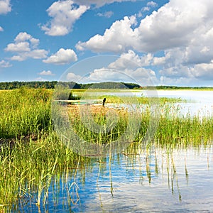 Summer rushy lake