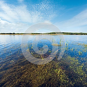 Summer rushy lake