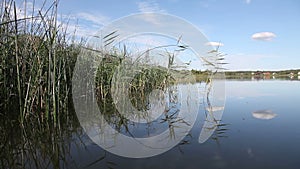 Summer rushy lake