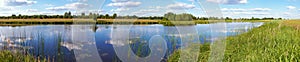 Summer rushy lake panorama