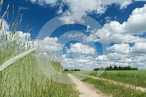 Summer rye farm field under white cirrus clouds and blue bright sky